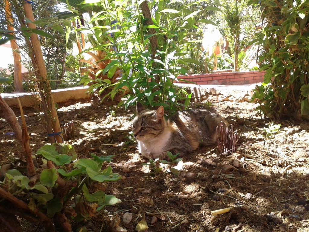 Auberge Le Jardin De La Source Ait Ben Ali Ngoại thất bức ảnh
